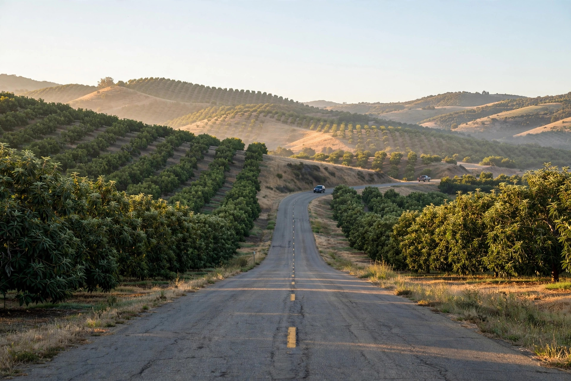 Morning on a country road through the groves outside Fallbrook